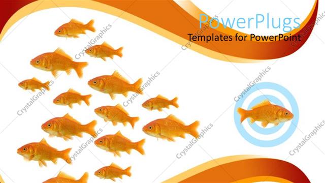  Presentation with goldfish - Dare to be different metaphor with one goldfish swimming in different direction from other fish