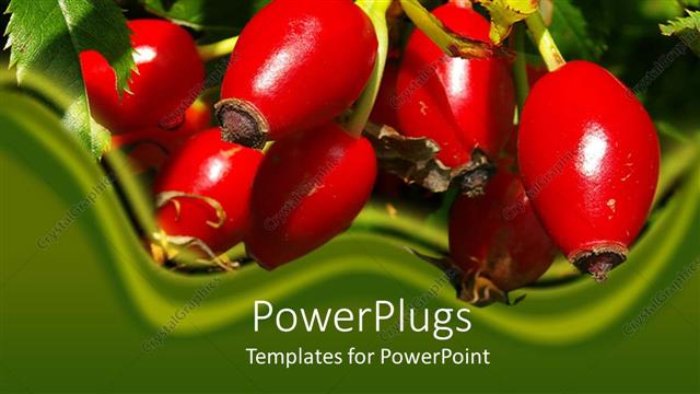  Presentation with rose hips - Day light view of a bunch of red rose hips