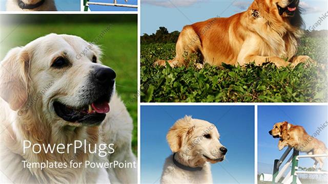  Presentation with animal collage - Day light view of six dogs playing on the grass