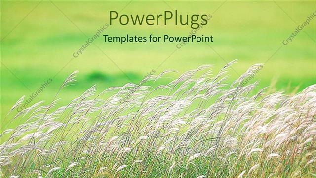  Presentation with light green - Day light view of white plants on green grass lands