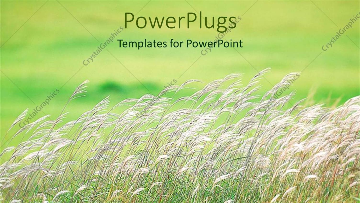 Premium Template for PowerPoint & Google Slides 