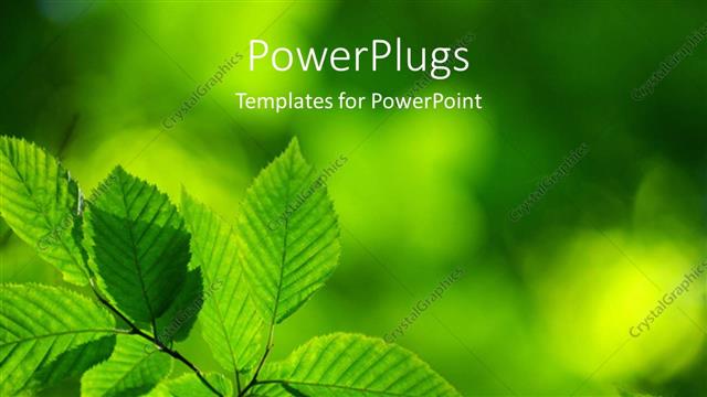  Presentation with leaves - Day time view of a branch of green mint leaves