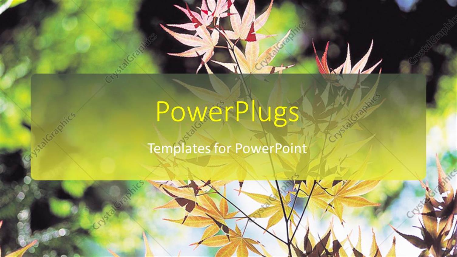 Premium Template for PowerPoint & Google Slides 