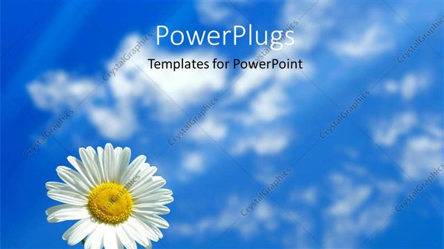  Presentation with bloom - A day time view of a single white flower