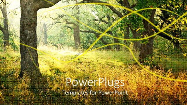  Presentation with woods - Day time view of tall trees in the woods