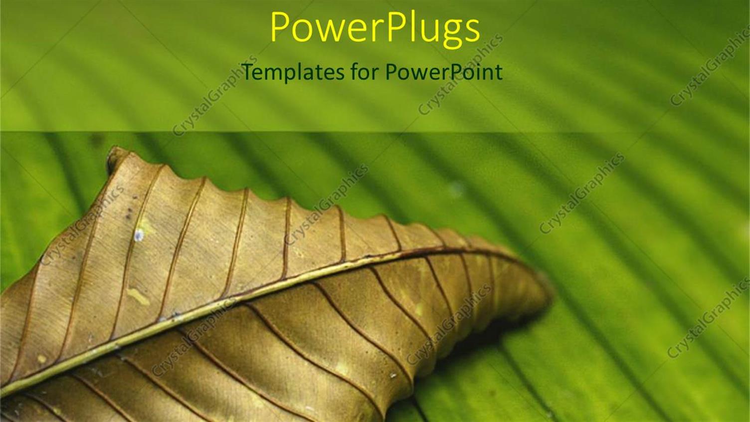 Premium Template for PowerPoint & Google Slides 