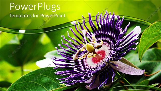  Presentation with passion - Deep purple passion fruit flower with bright green leaves