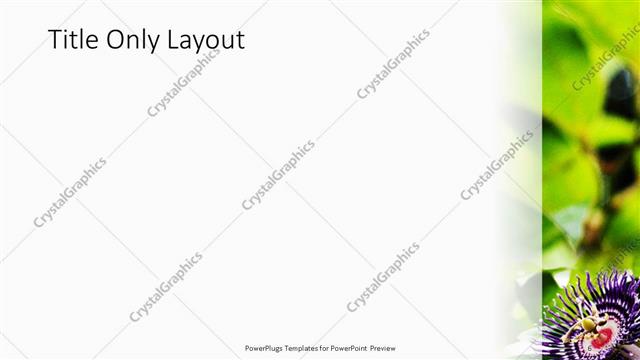 Title Only presentation slide layout