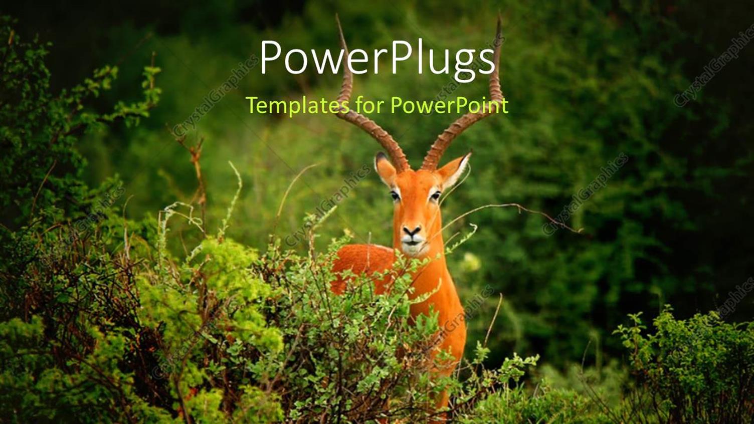 Featuring a Deer in the Jungle with Greenery in the Background and Place for Text