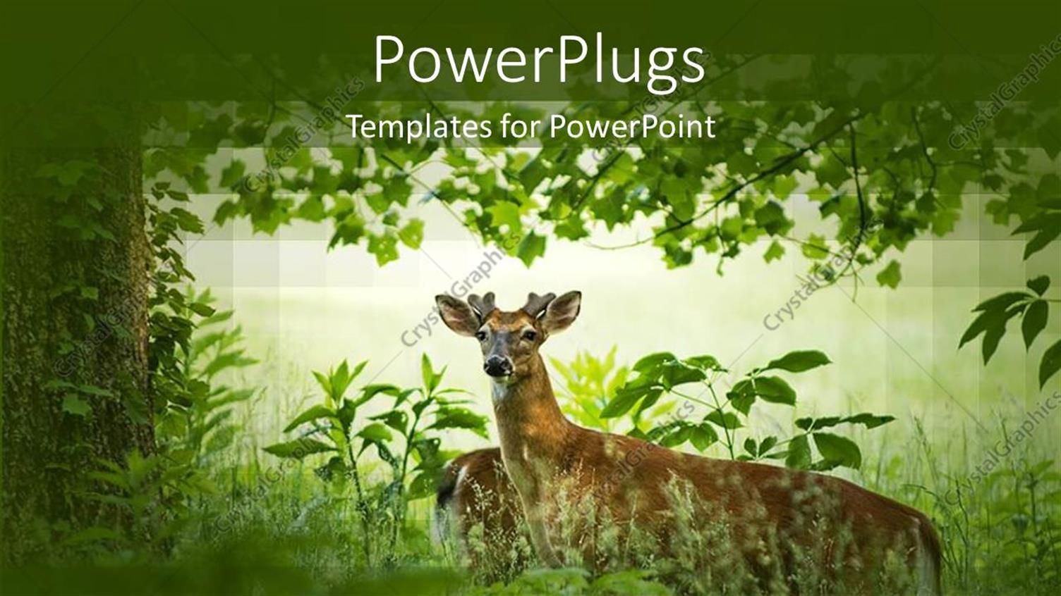 Premium Template for PowerPoint & Google Slides 