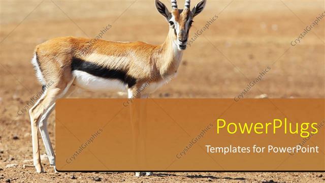  Presentation with safari - A deer in a safari park and place for text