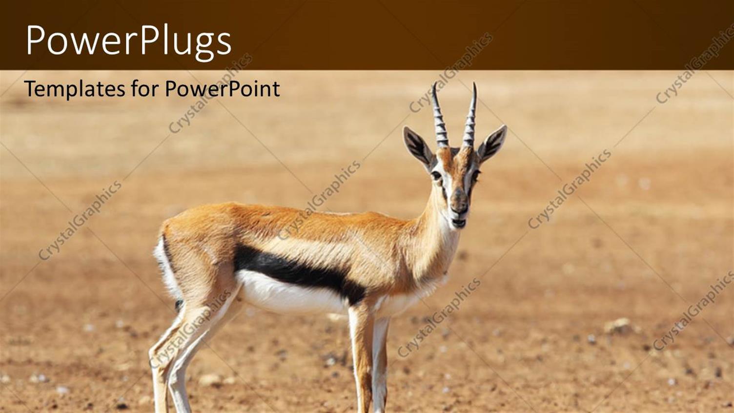 Premium Template for PowerPoint & Google Slides 