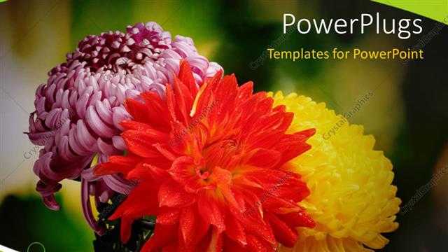  Presentation with autumn - Depiction of autumn with colorful chrysanthemums blossoming in garden