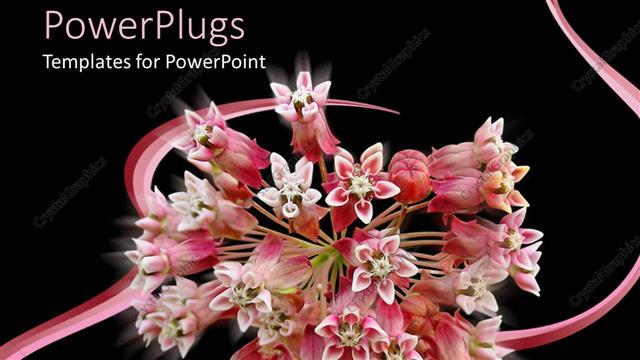  Presentation with bunch - Depiction of a bunch of pink flowers on a black background