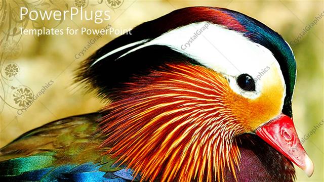  Presentation with duck - Depiction of a colorful bird with a blurry background