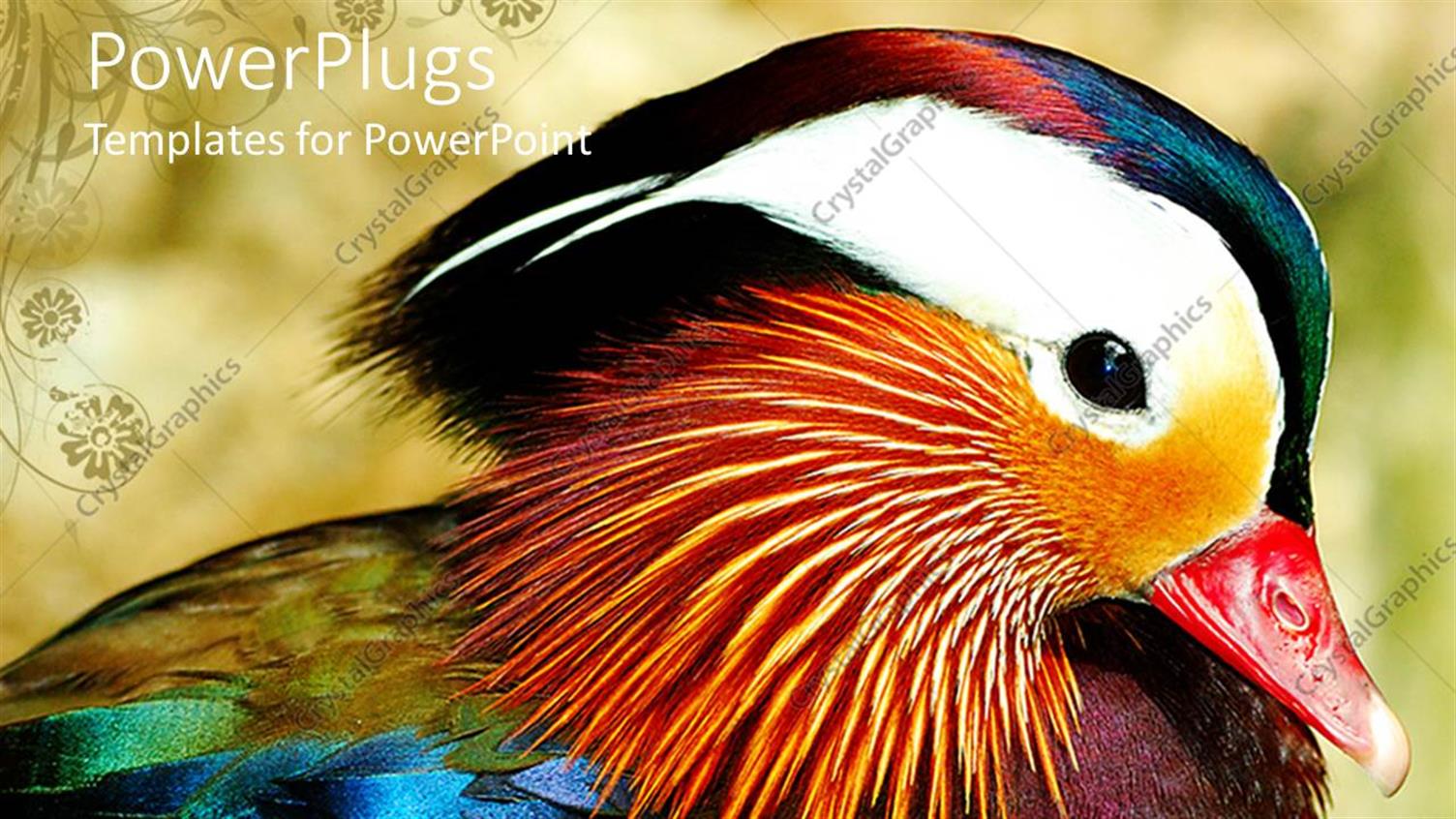 Premium Template for PowerPoint & Google Slides 