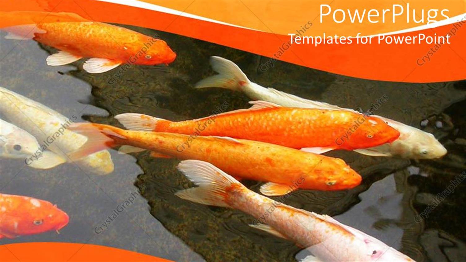 Premium Template for PowerPoint & Google Slides 
