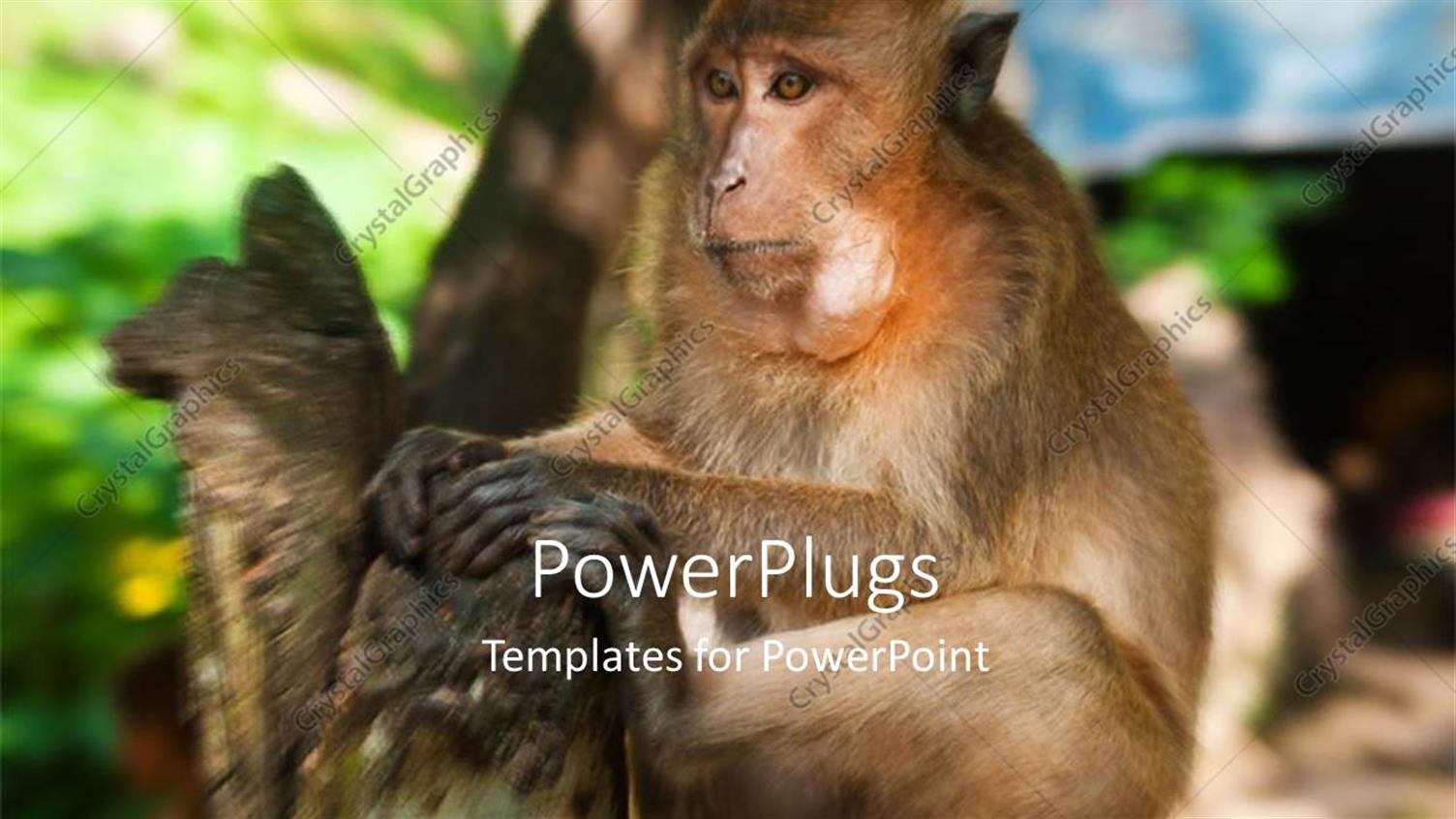 Featuring Depiction of Monkey Playing on Tree at Phuket Thailand 