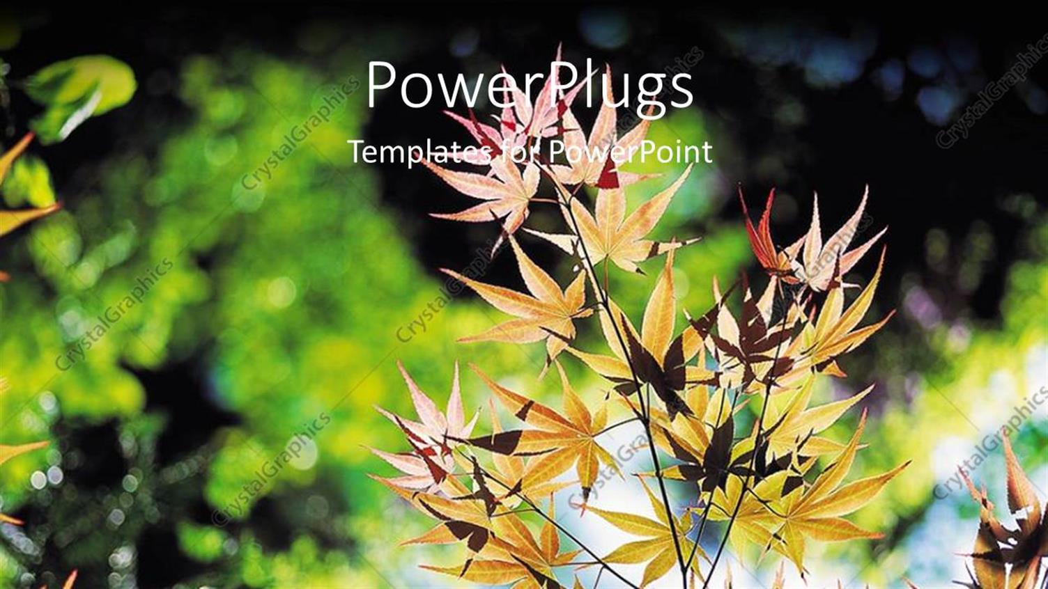 Premium Template for PowerPoint & Google Slides 