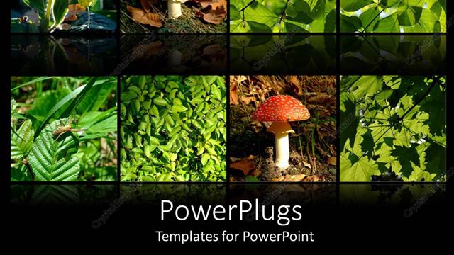  Presentation with mushrooms - The depiction of nature with the help of mushrooms