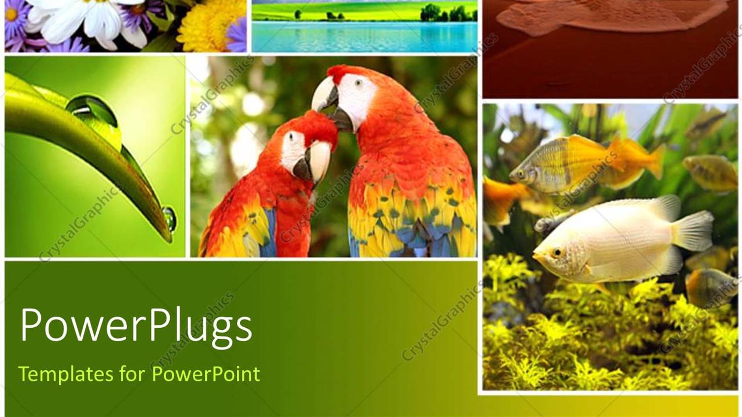 Premium Template for PowerPoint & Google Slides 