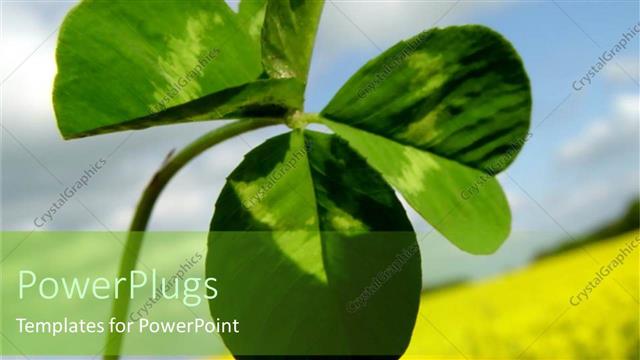  Presentation with plant - Depiction of a plant with four broad leaves on it