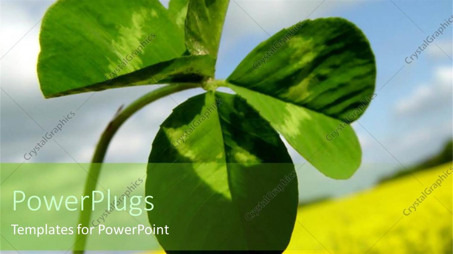 Premium Template for PowerPoint & Google Slides 