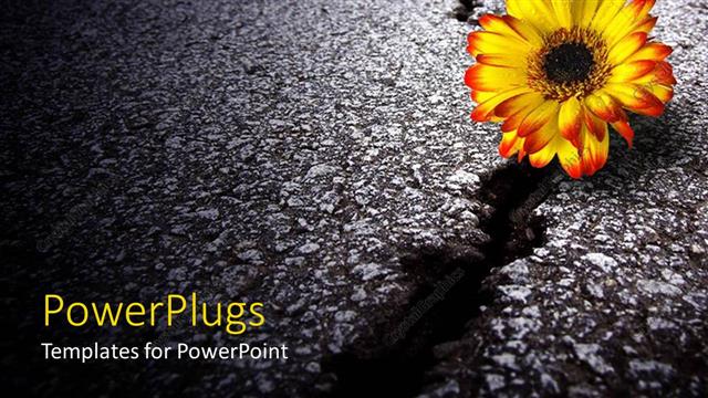  Presentation with sunflower - A depiction of a sunflower on a cracked road