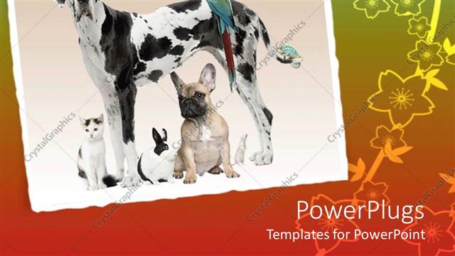  Presentation with frame - A depiction of various animals in the same frame with multicolored background