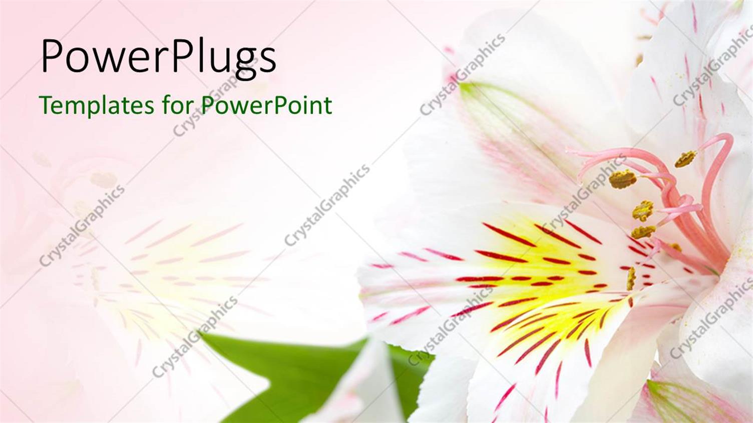 Premium Template for PowerPoint & Google Slides 