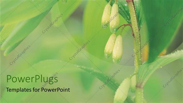  Presentation with dew - Detailed close up of dew covered flowers just before bloom