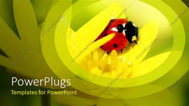  Presentation with ladybug - Detailed close up of red ladybug on yellow flower petals