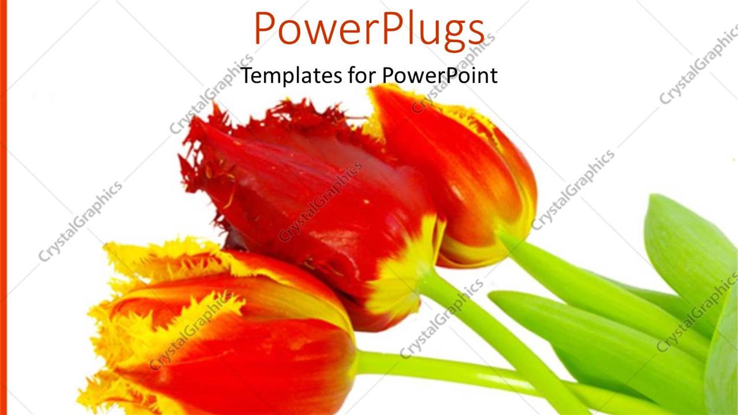 Premium Template for PowerPoint & Google Slides 