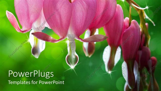  Presentation with flowers - Dew drops falling from bleeding heart flowers