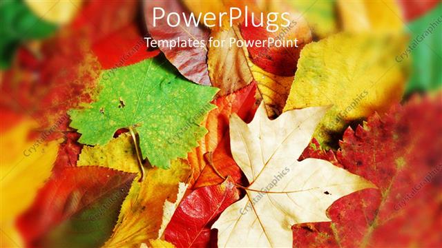  Presentation with shapes - Different shapes of fallen leaves piled up on each other