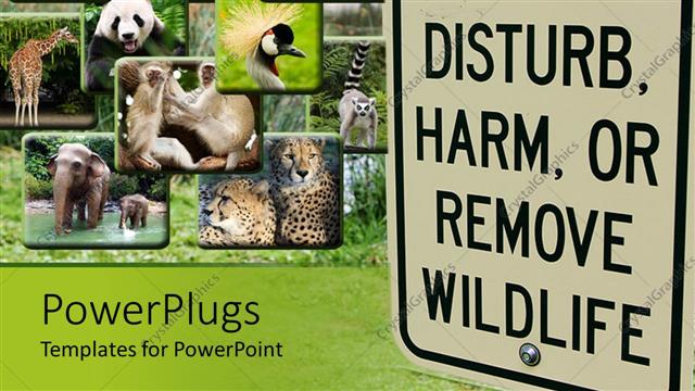  Presentation with animals - Different tiles showing different animals with a big Do not disturb, harm or remove wildlife sign
