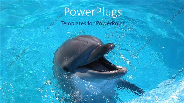  Presentation with dolphin - Dolphin with mouth wide open in blue water