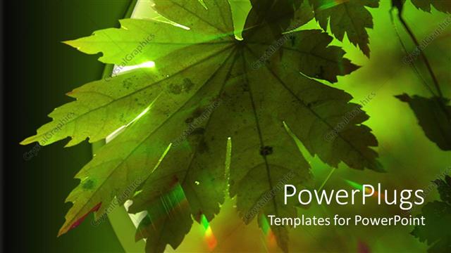  Presentation with maple - Doted green maple leaf receives sun rays