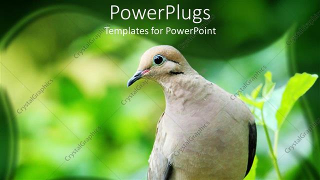  Presentation with dove - A dove with greenery in the background