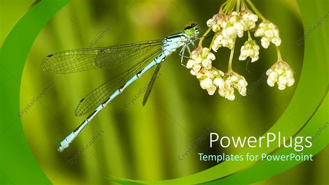  Presentation with fly - A dragonfly on a flower with greenish background