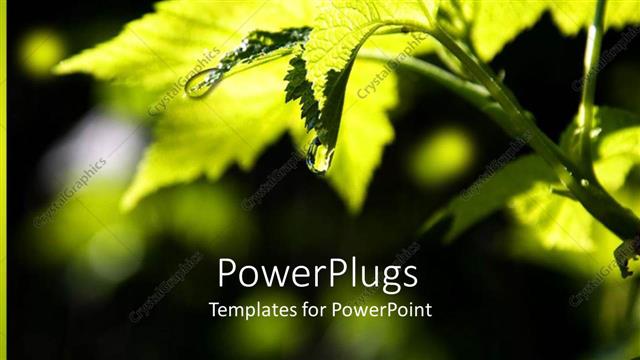  Presentation with green leaf - A drop of water falling from the leaf