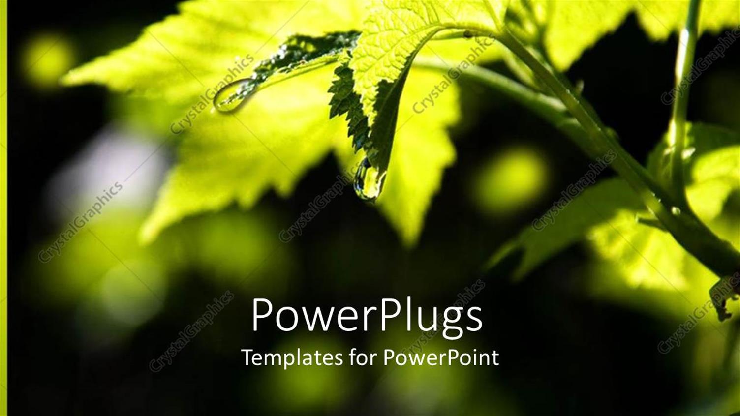 Premium Template for PowerPoint & Google Slides 