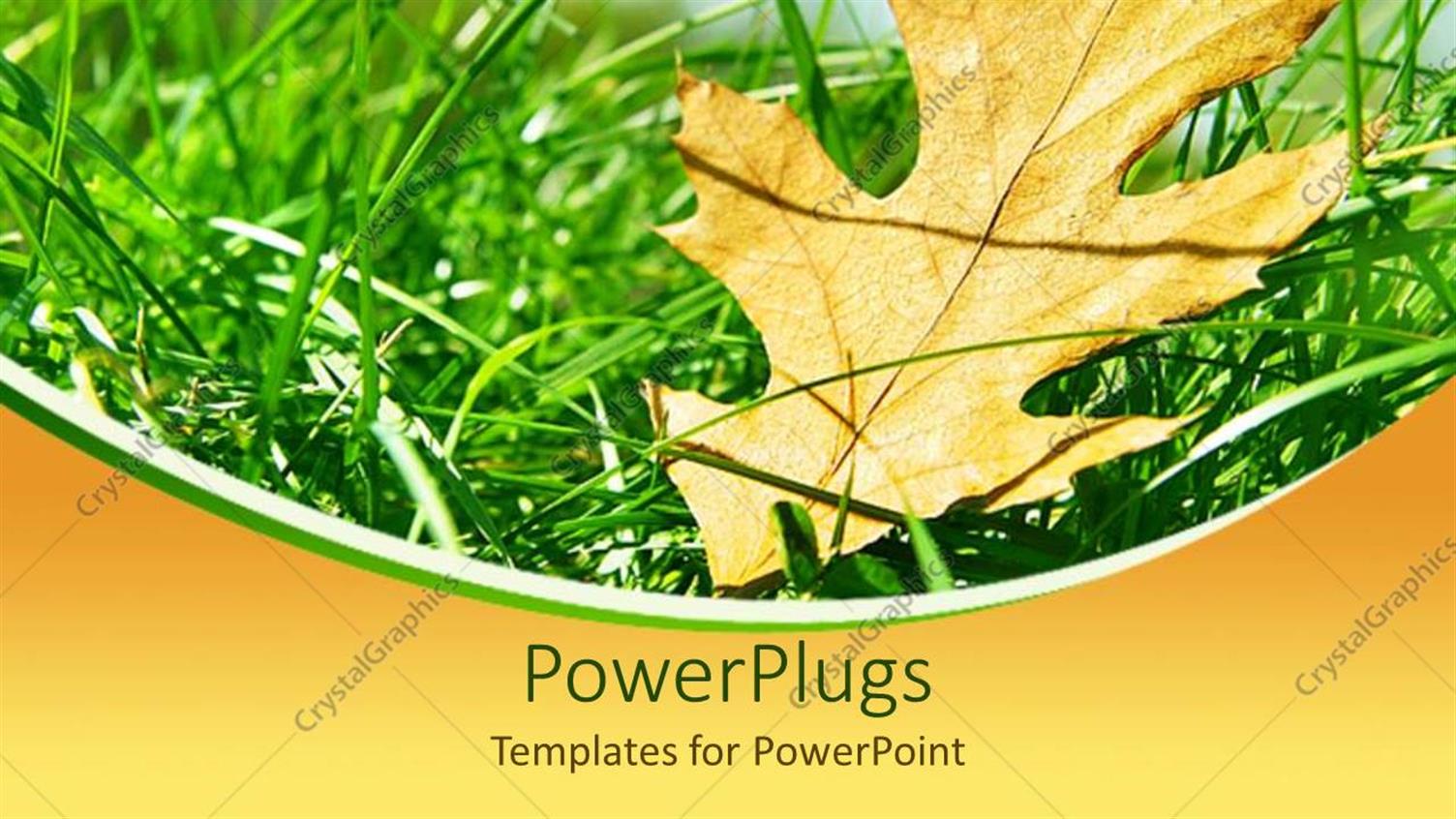 Premium Template for PowerPoint & Google Slides 
