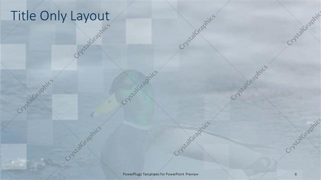 Title Only presentation slide layout