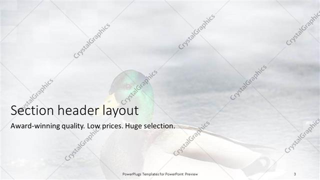 Section Header presentation slide layout