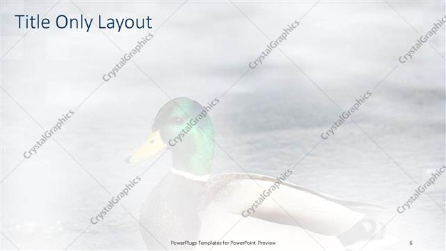 Title Only presentation slide layout