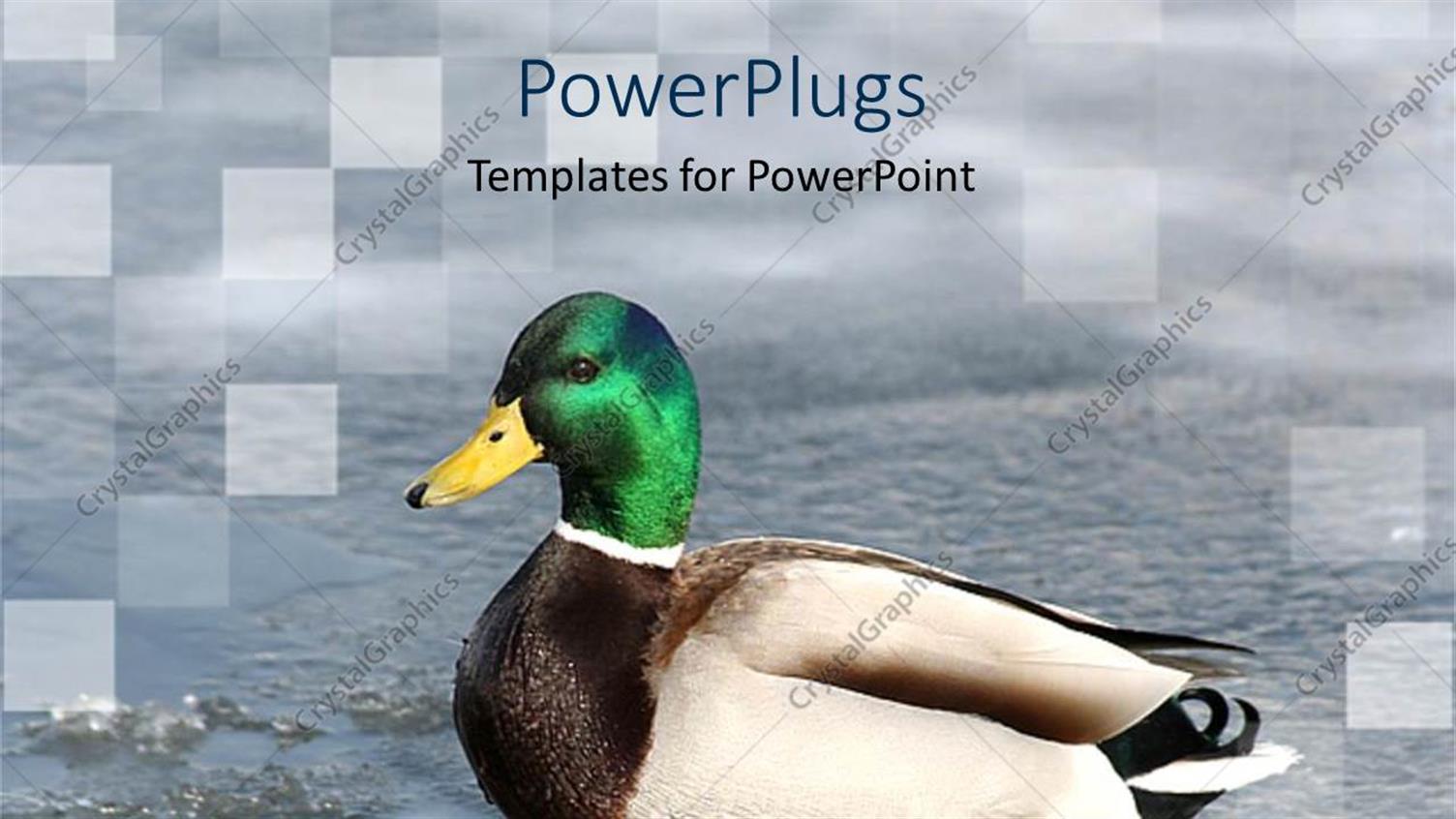 Premium Template for PowerPoint & Google Slides 