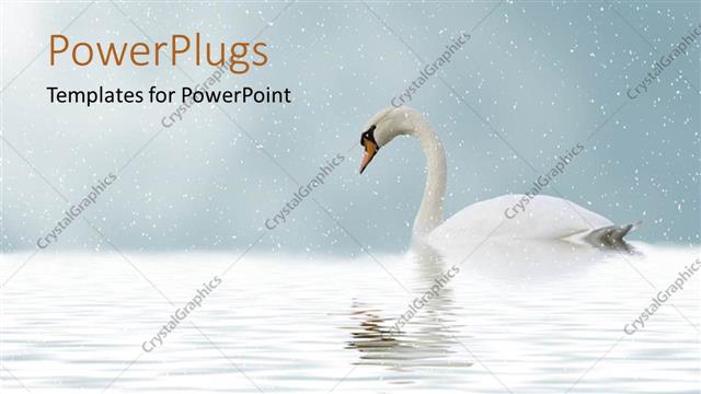  Presentation with lake - A duck in the lake with blurr background