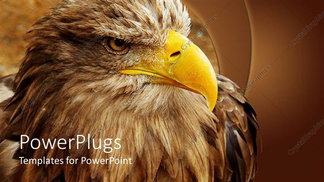  Presentation with eagle - Eagle with yellow beak close up in brown background