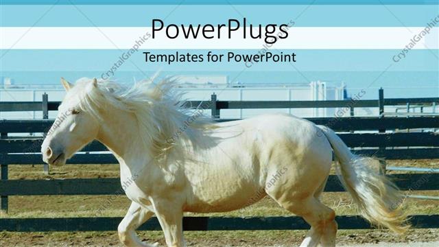  Presentation with pure white - Elegant pure white horse striding in its wooden stable